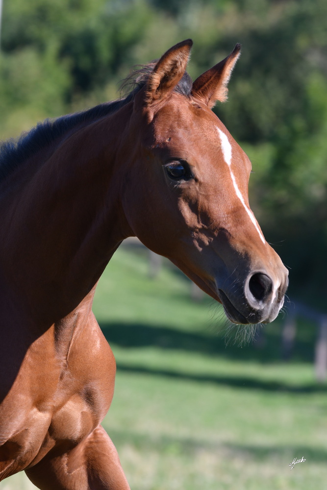 American Quarter Horse