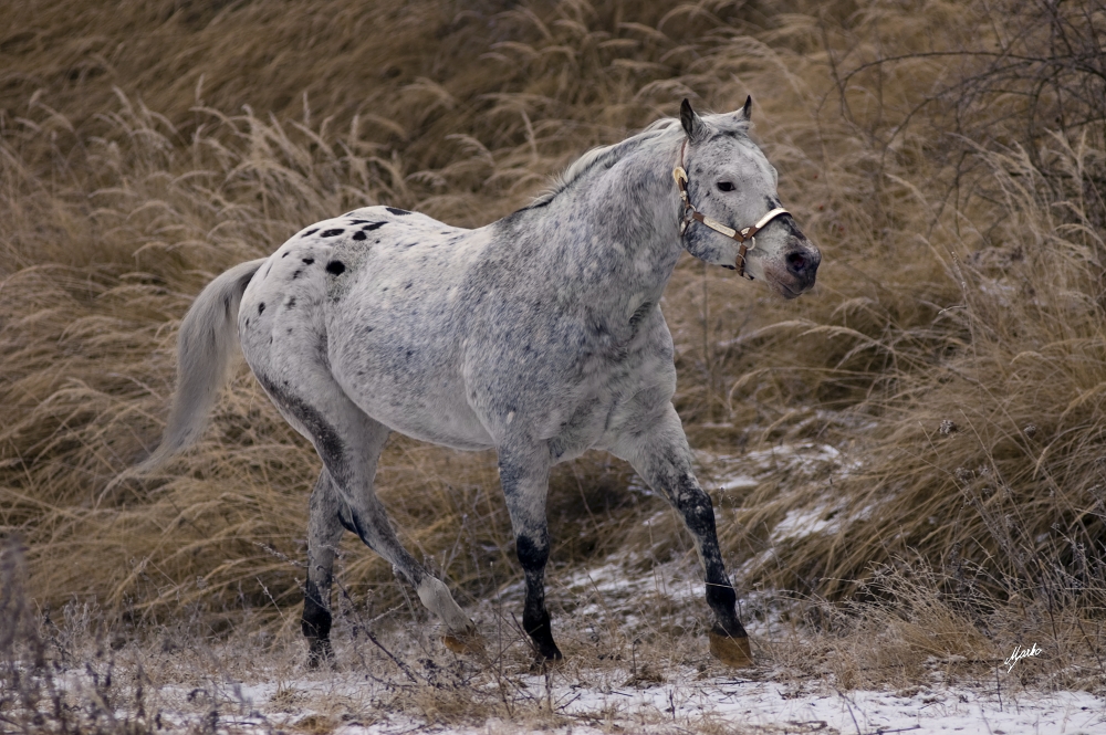 Appaloosa