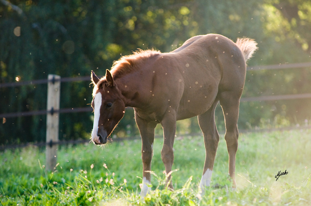 American Quarter Horse