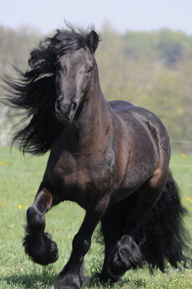 Fell pony