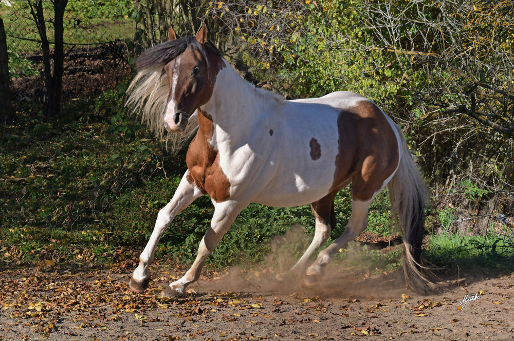 American Paint Horse