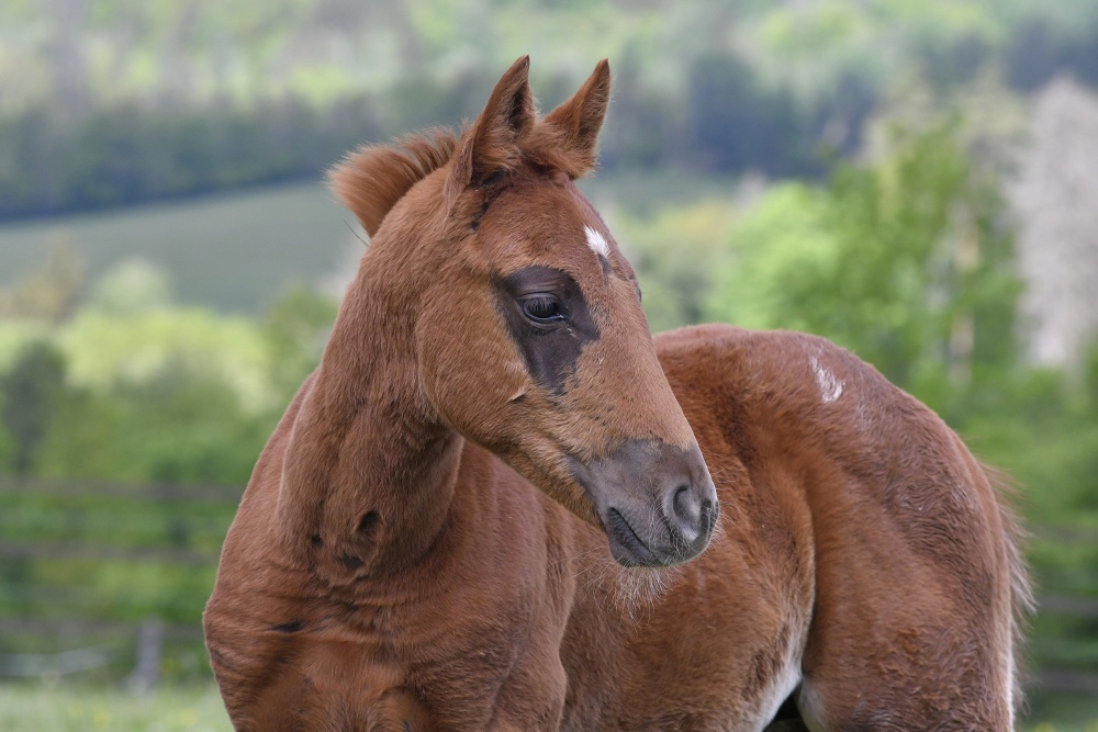 American Quarter Horse