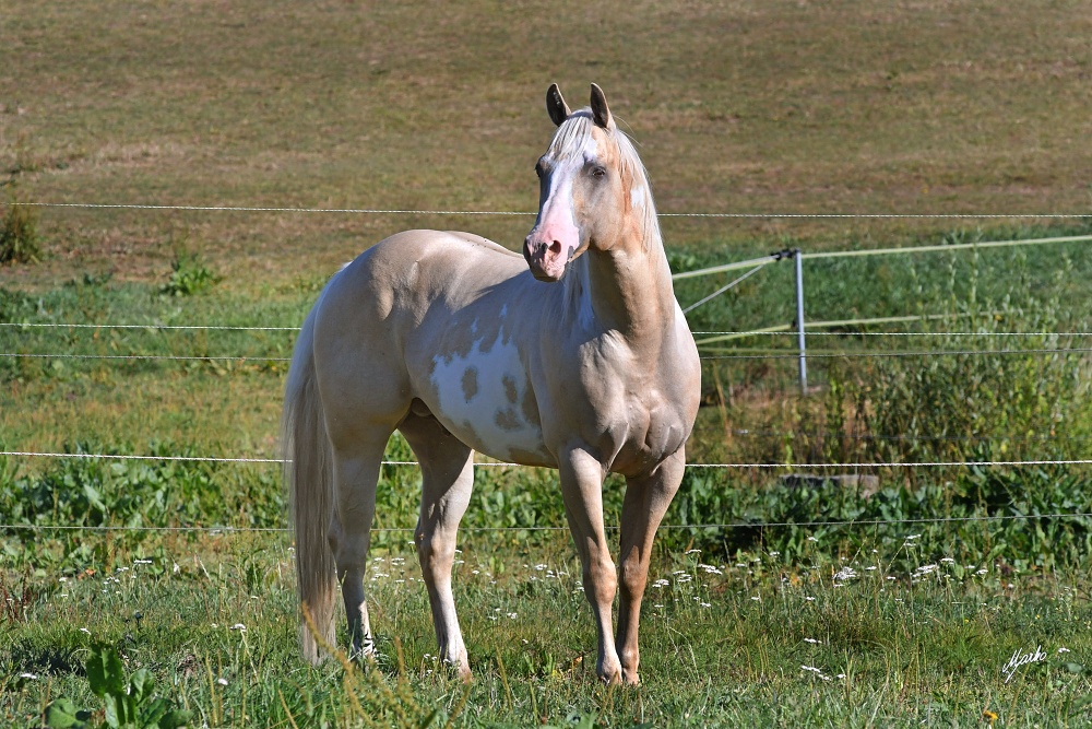 American Paint Horse