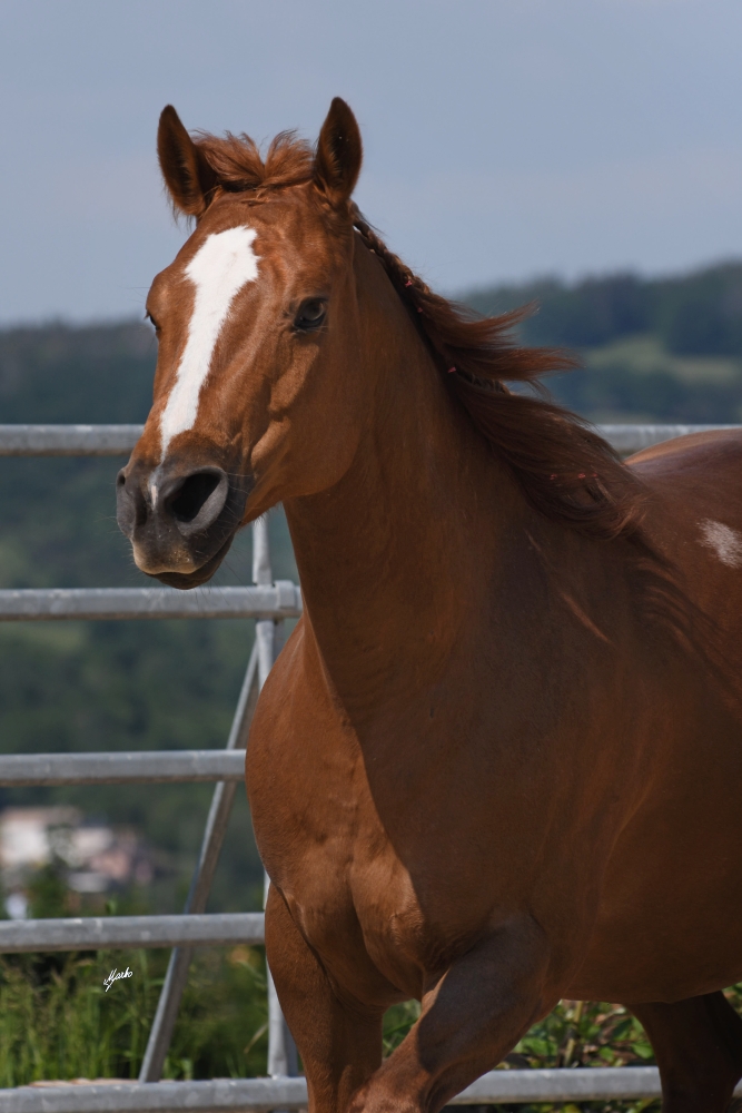 American Paint Horse