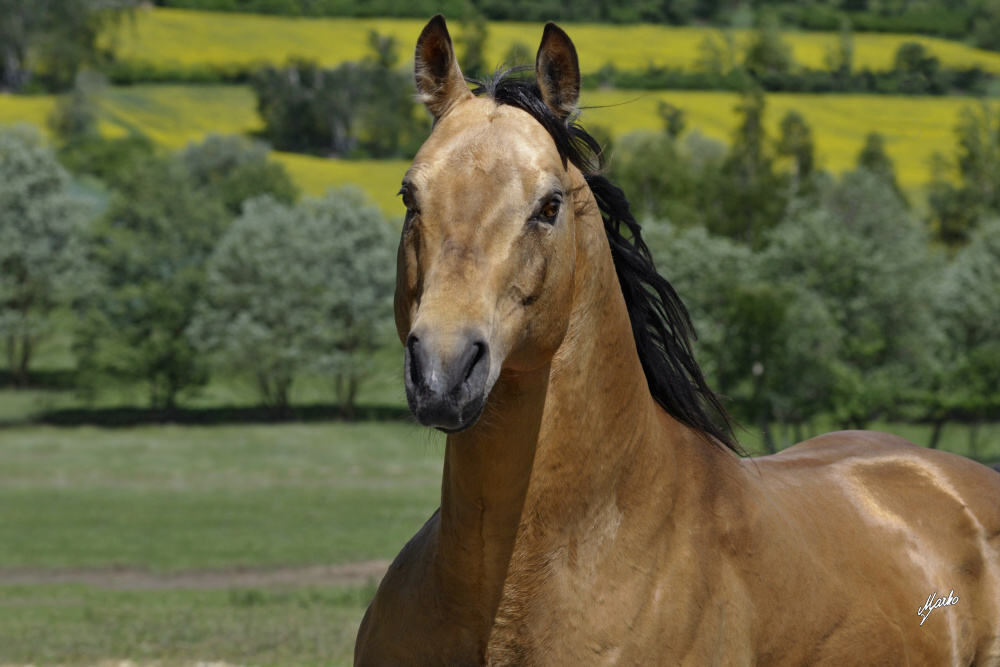 American Quarter Horse