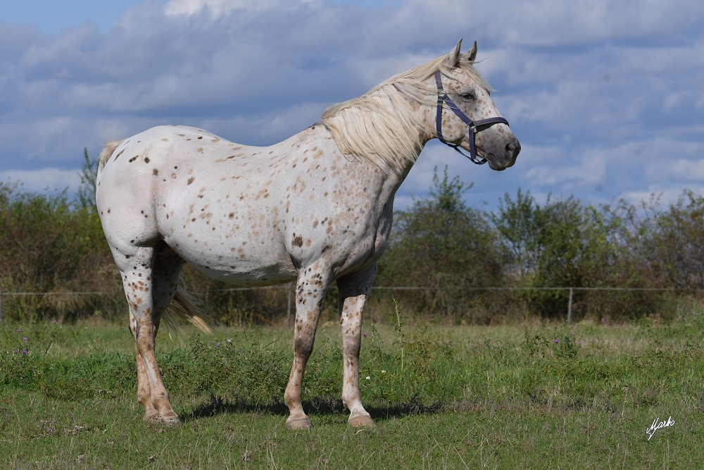 Appaloosa