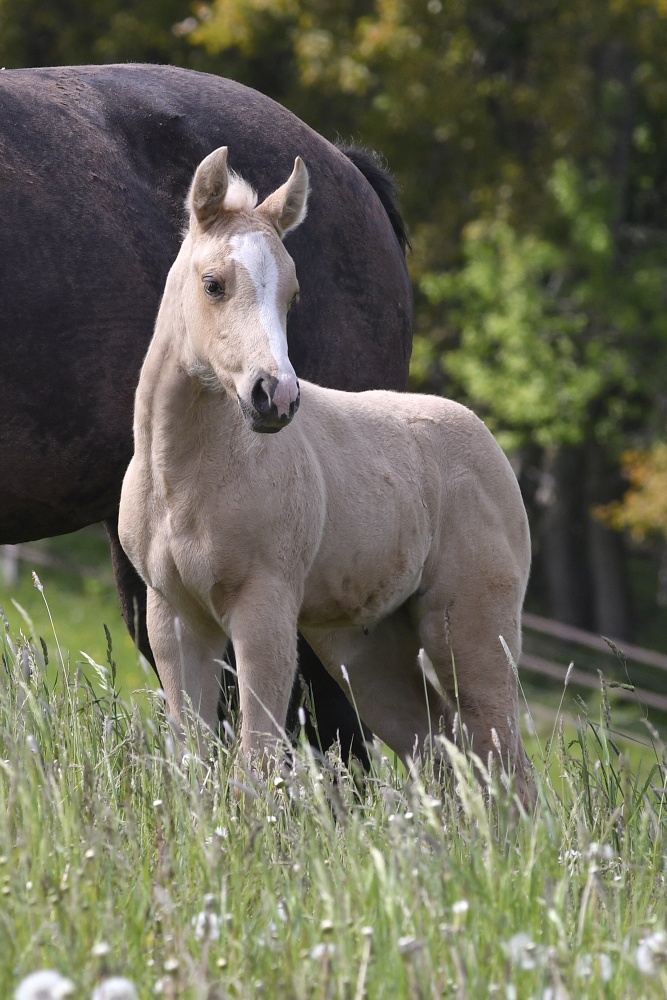 American Quarter Horse