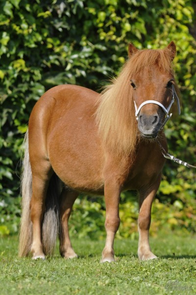 minihorse