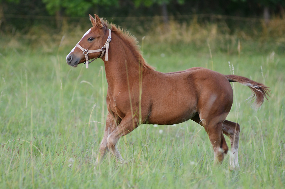 American Quarter Horse