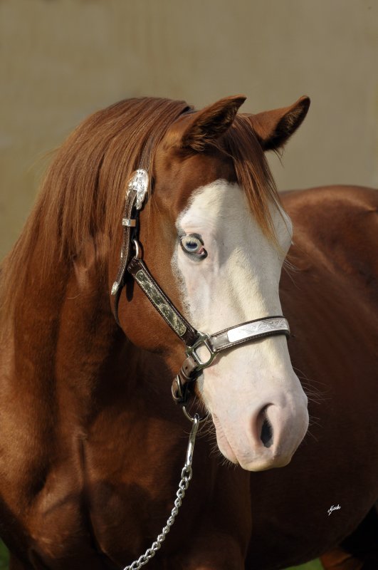 American Paint Horse