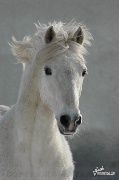 pony