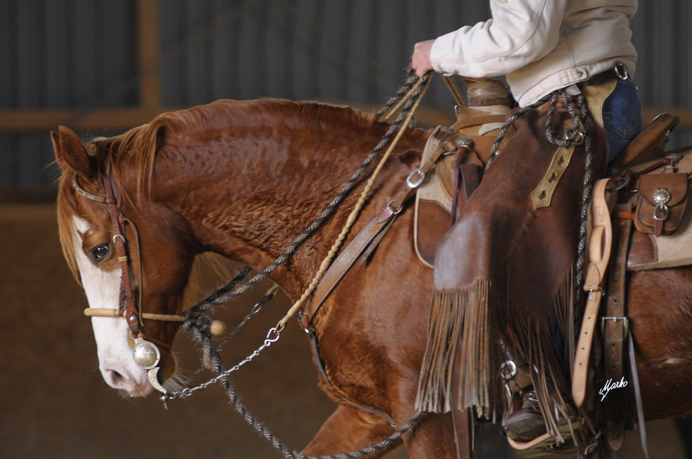 American Paint Horse