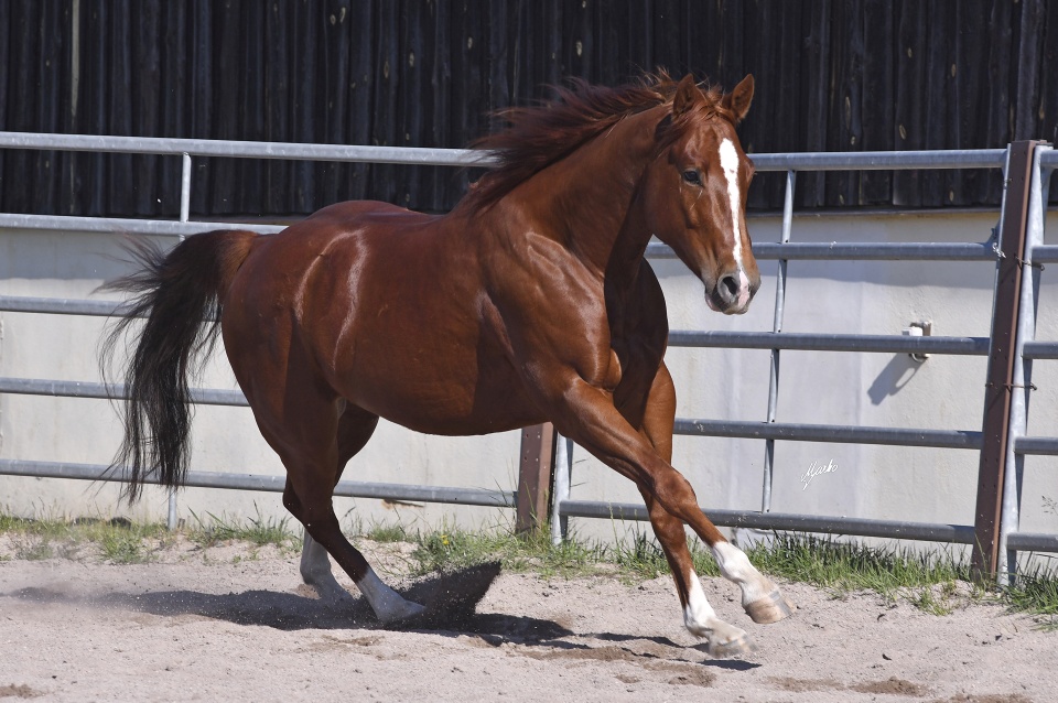 American Quarter Horse