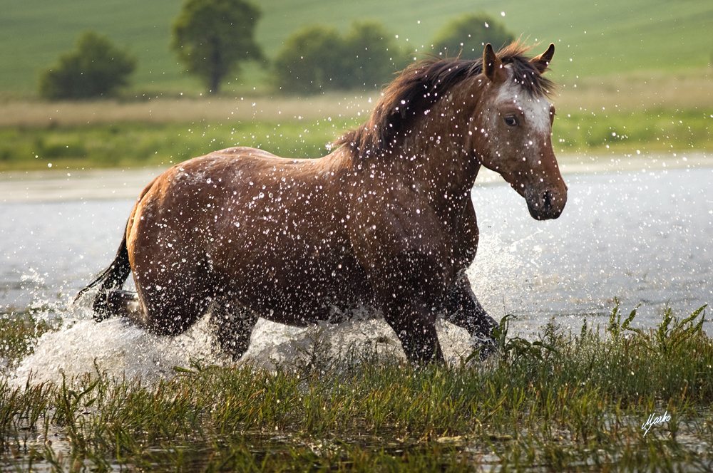 Appaloosa