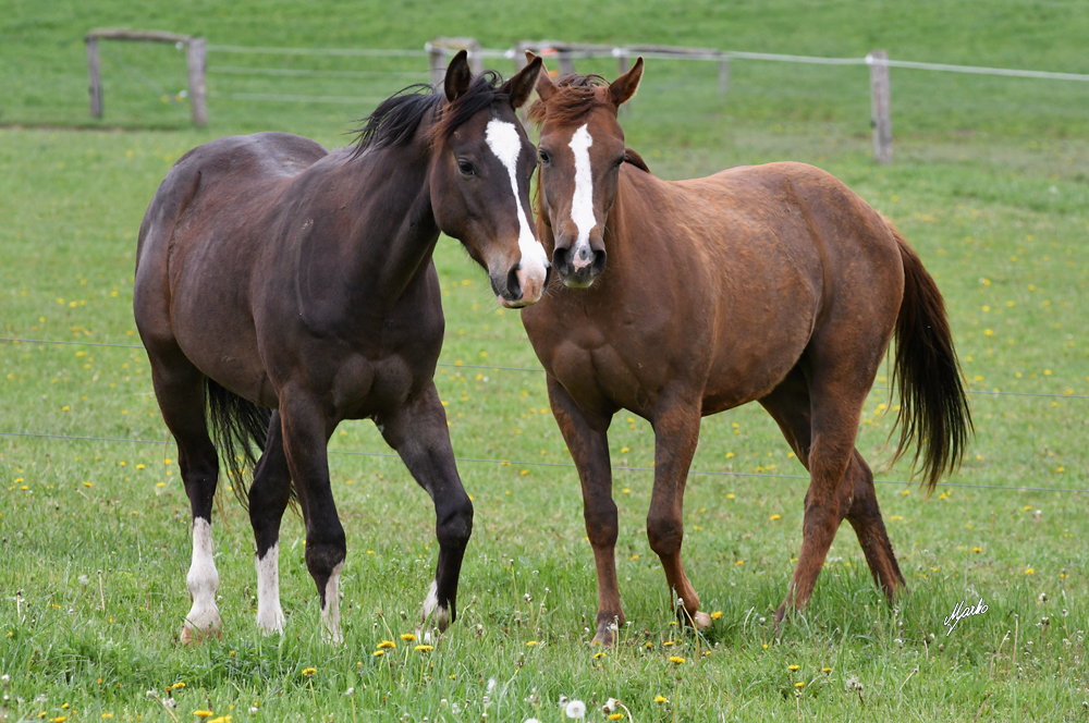 American Quarter Horse