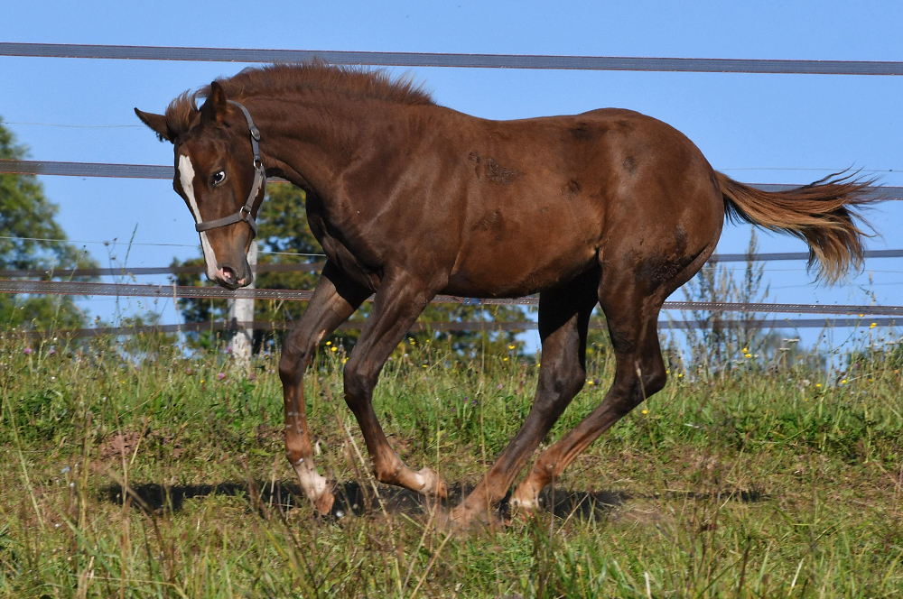 American Quarter Horse