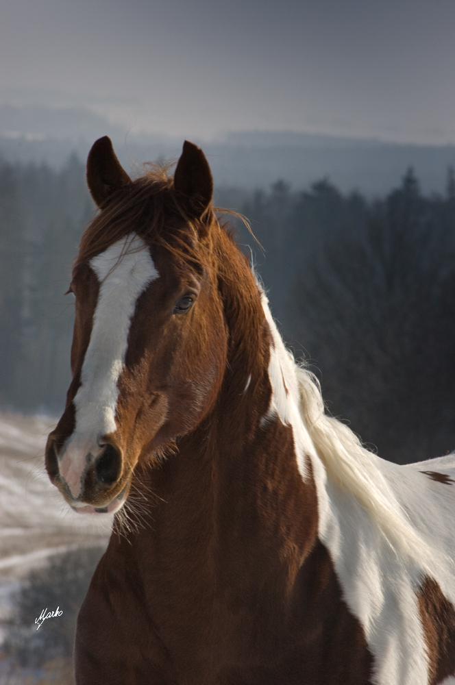 American Paint Horse