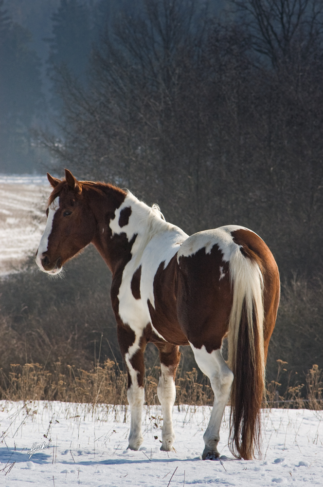 American paint horse