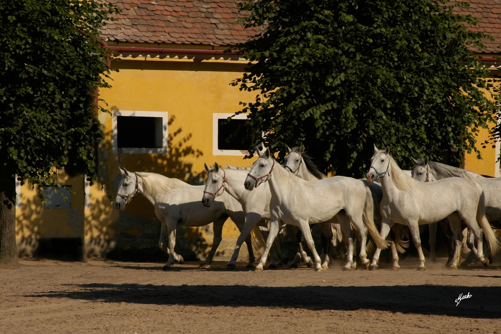 Starokladrubský kůň