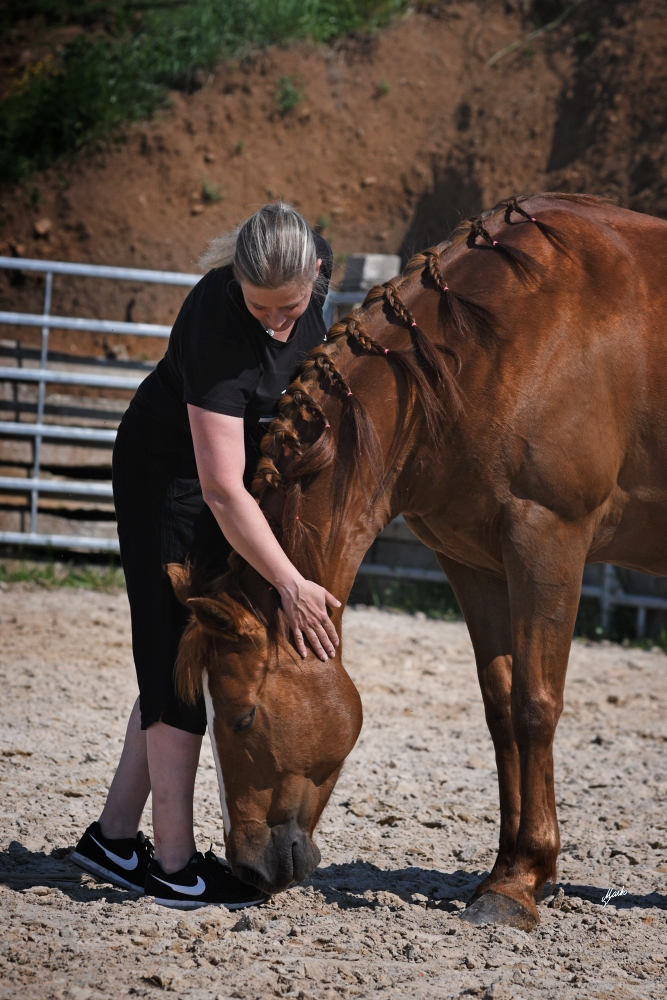 American Paint Horse