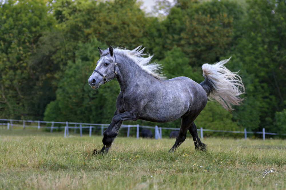 Fell pony