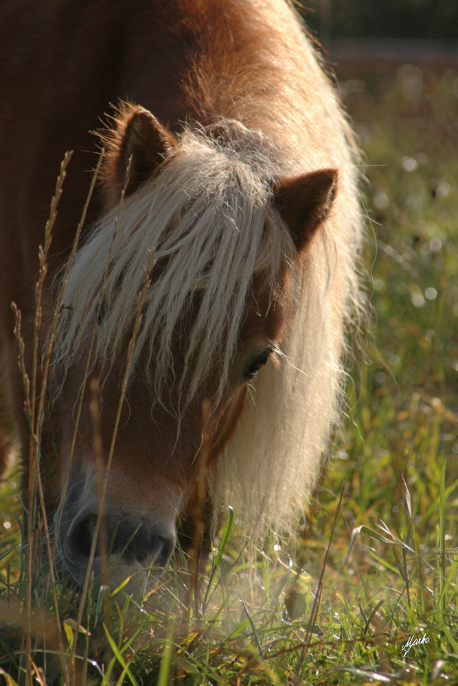 shetland