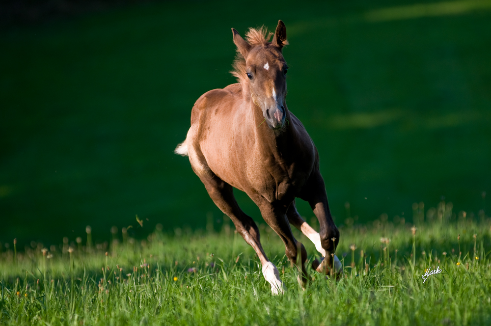 American quarter horse