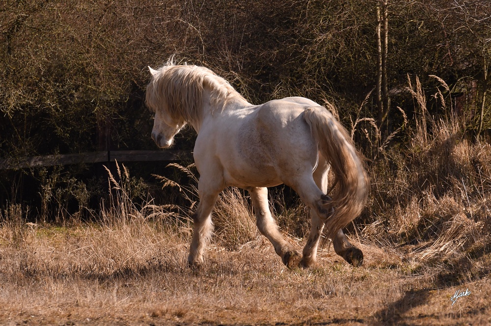 Irish cob crossbred