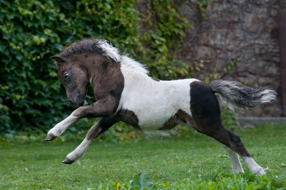 Shetland pony