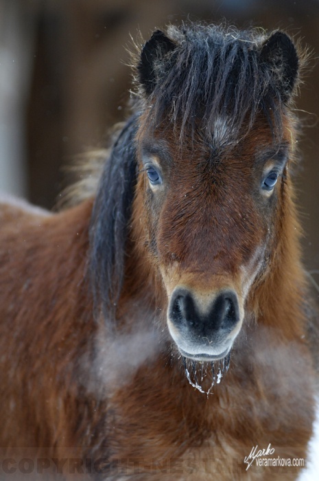 shetland pony