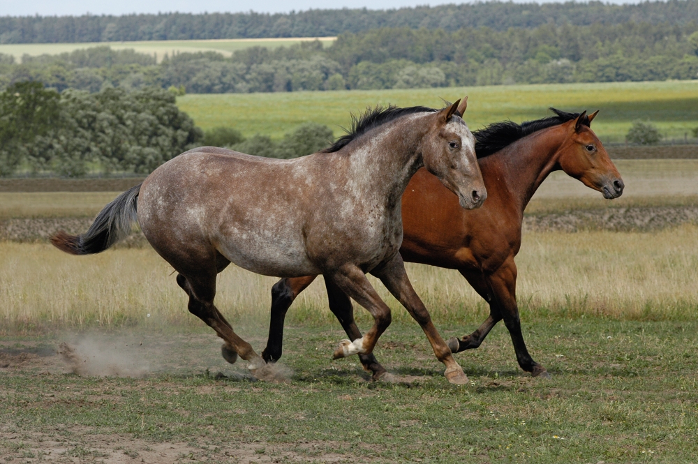 Appaloosa
