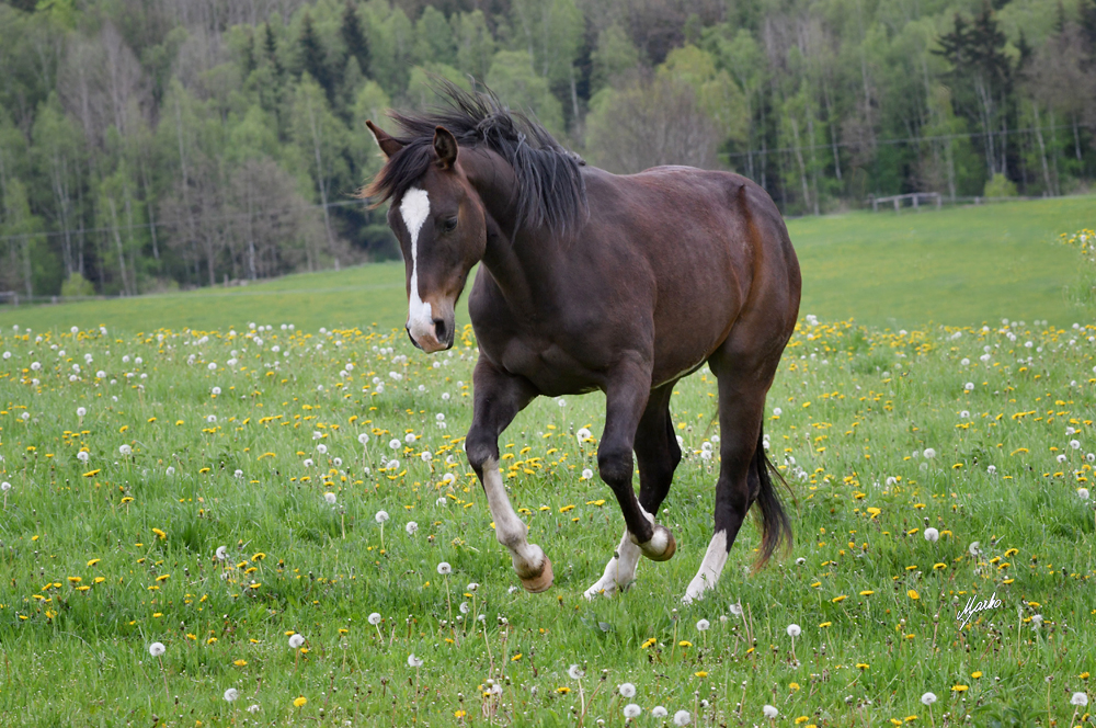 American Quarter Horse