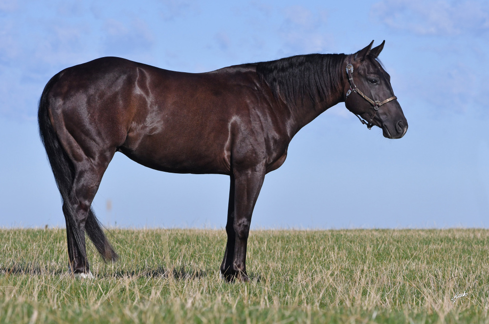 American Quarter Horse