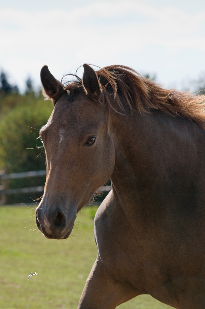 American Quarter Horse
