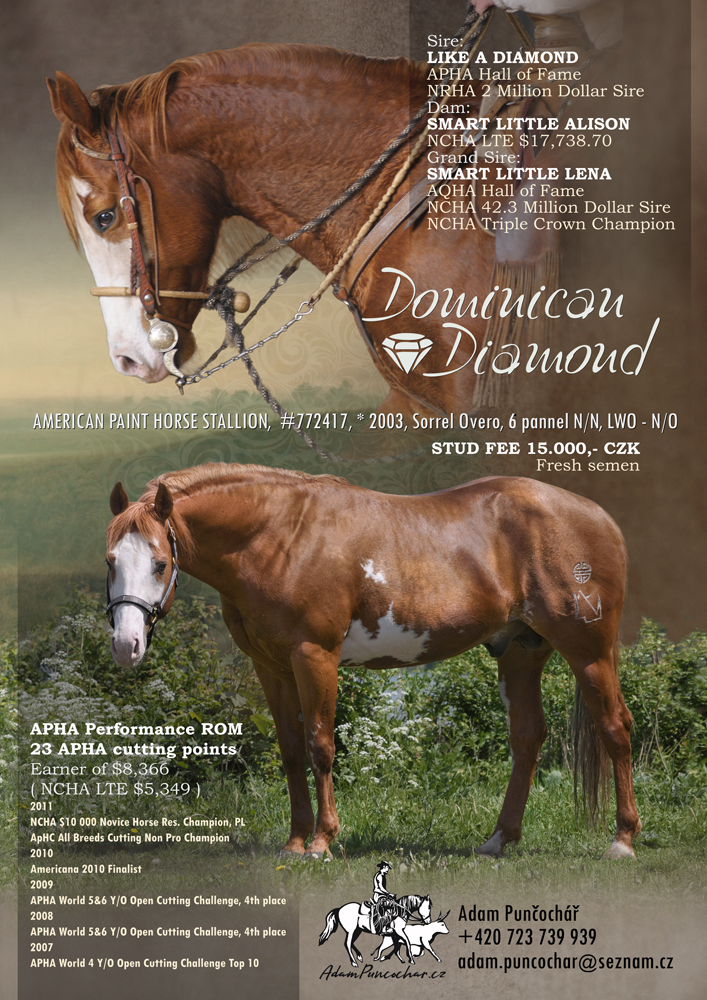 Dominican Diamond - American Paint Horse