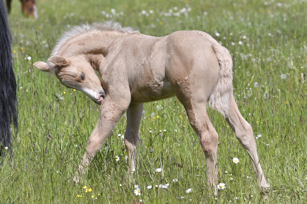 American Quarter Horse