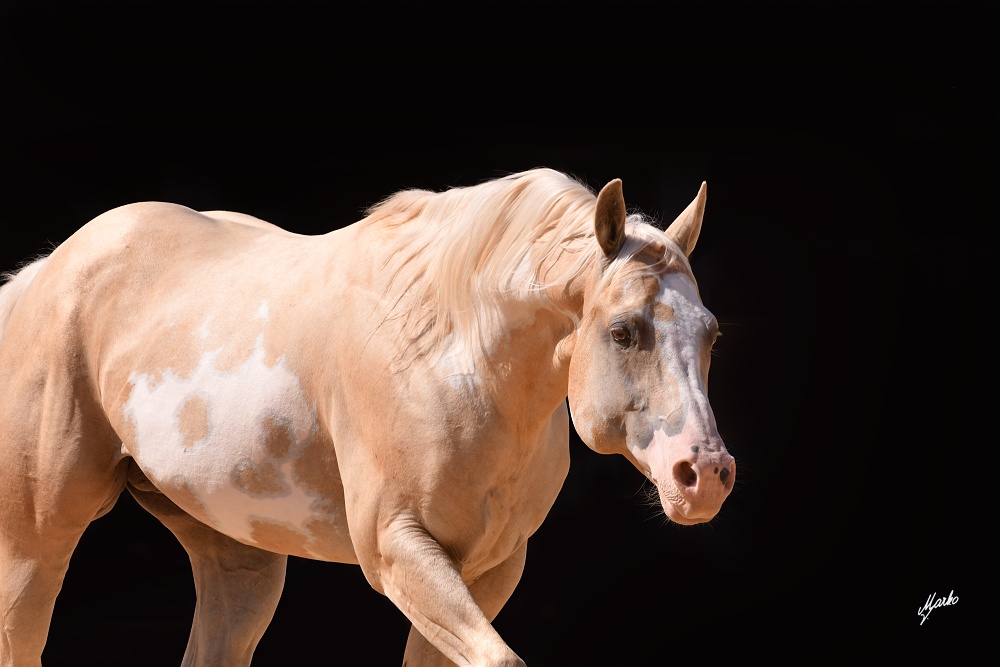 American Paint Horse