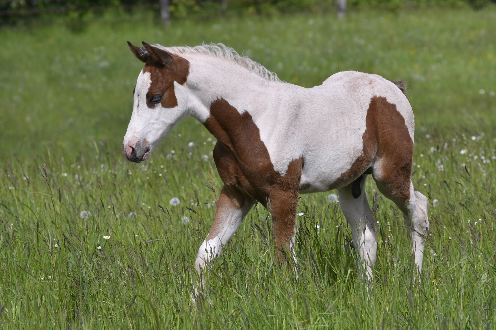 American Paint Horse