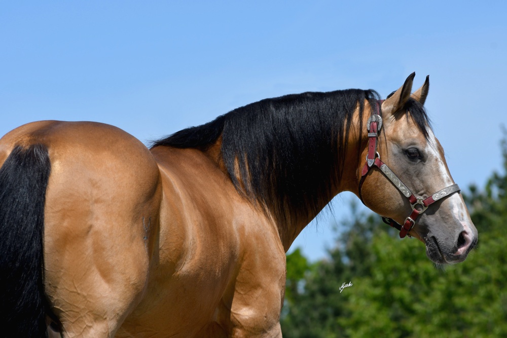 American Quarter Horse