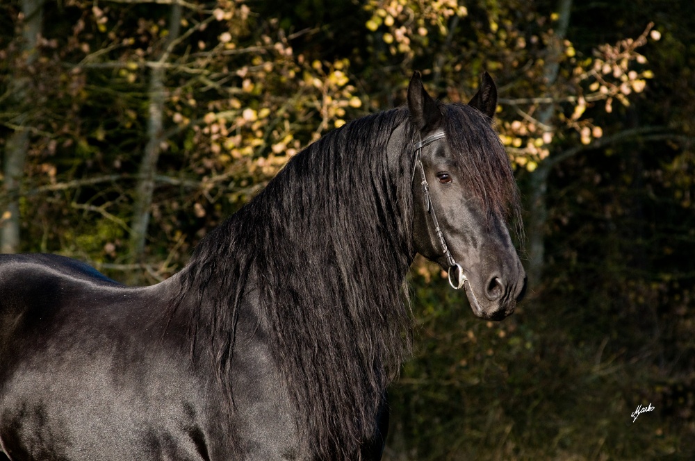 Fríský kůň