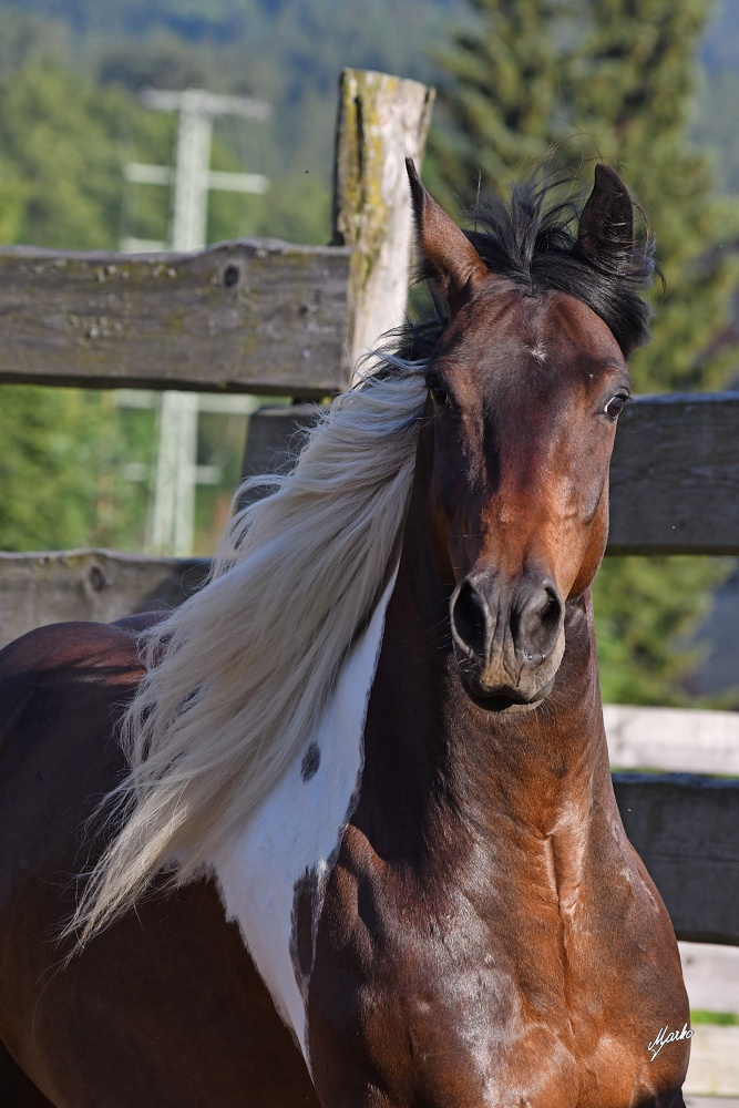 American Paint Horse