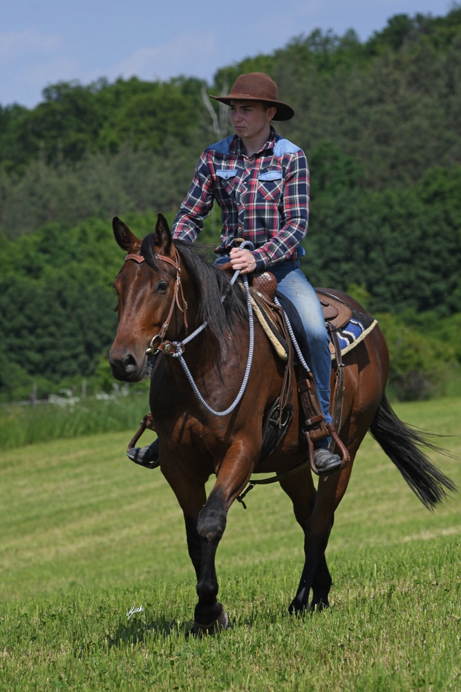 American Quarter Horse