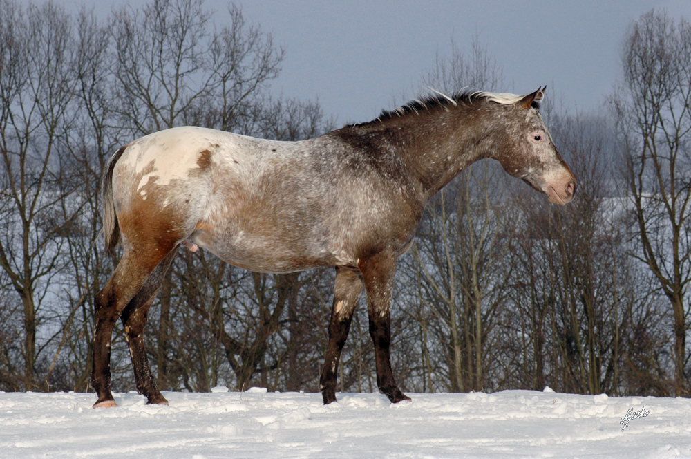 Appaloosa