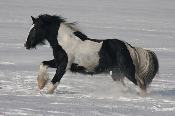 Irish cob