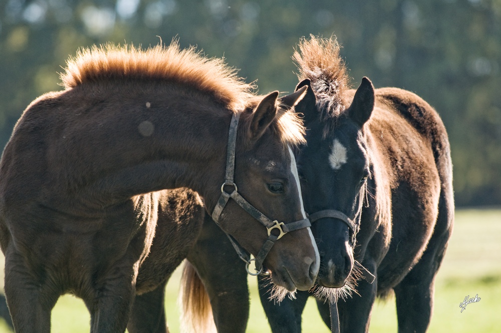 American Quarter Horse