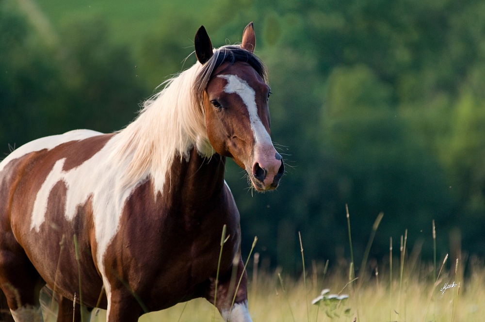 American Paint Horse