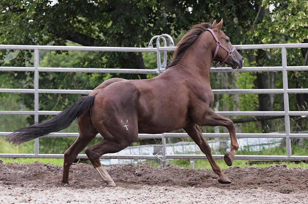 American Quarter Horse