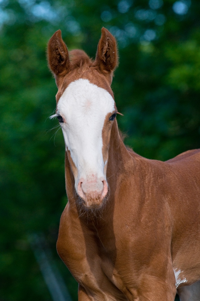 American Paint Horse