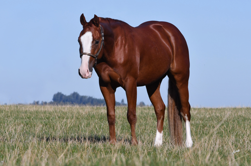 American Paint Horse