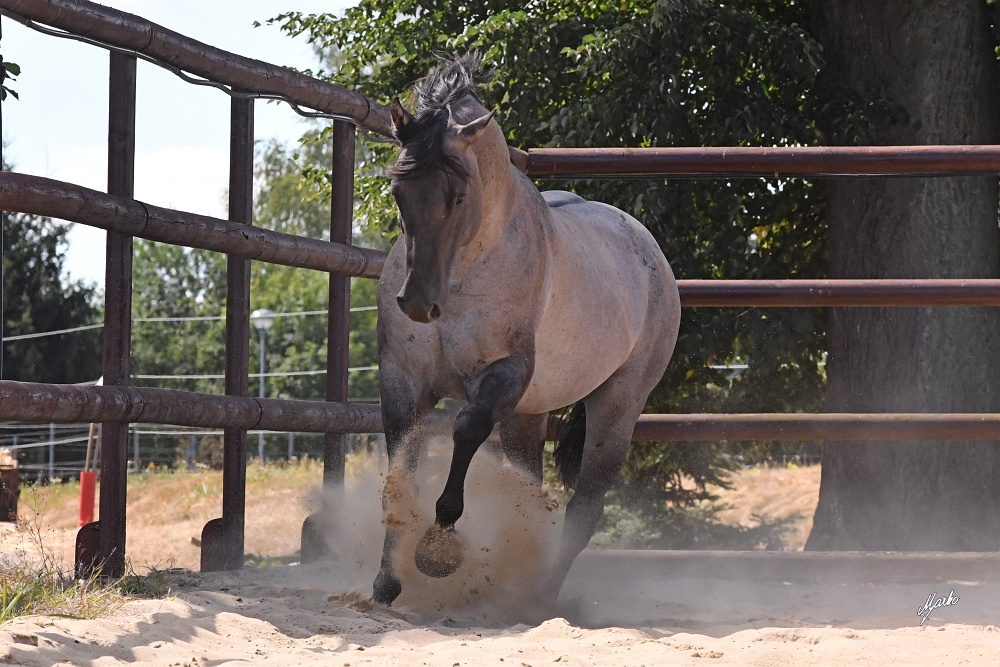 American Quarter Horse